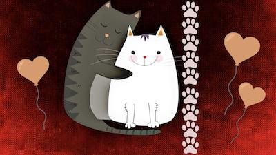 Feline Love